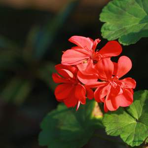 被cao开了上瘾了老想要
